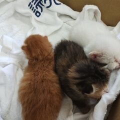 捨てられていた子猫3匹里親募集します茶・白・三毛　生後1週…