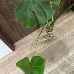 観葉植物　モンステラ　2株の画像