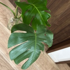 観葉植物　モンステラ　2株の画像