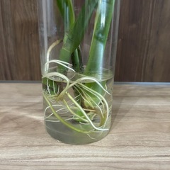 観葉植物　モンステラ　2株の画像