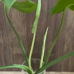 観葉植物　モンステラ　2株の画像