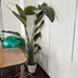 ランキングキーワードに紐づく投稿画像-観葉植物