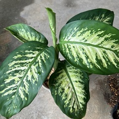 ディフェンバキア❓　　7/11新芽が🌱💕の画像