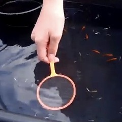 🌈大好評めだか掬い今週土曜日開催致します🤗 - 地域/お祭り