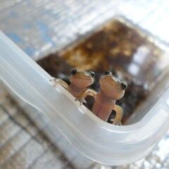 【えぞさんしょううお第8弾】ついに上陸しました！！エゾサンショウウオのおチビちゃん10匹まとめて　 >(・＿・)<の画像