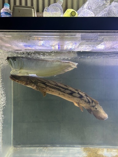 ポリプテルスギセラビチャー ポリプテルスギセラビチャー