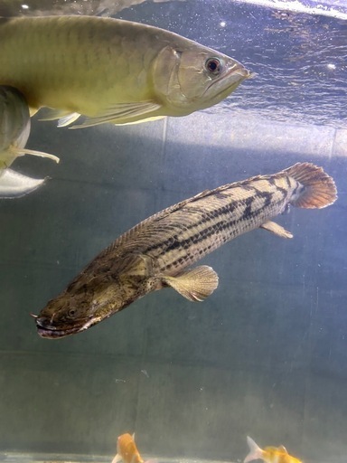 ポリプテルスギセラビチャー73センチ