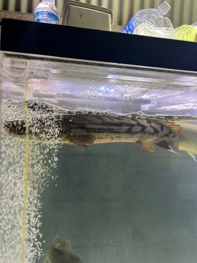 ポリプテルスギセラビチャー73センチ