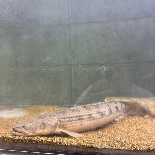 ポリプテルスギセラビチャー