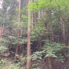 山林物件274　高知県高岡郡檮原町