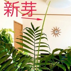 【モンステラ10苗購入の場合は無料】　ヤシの木　の画像