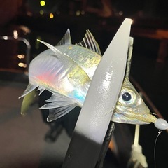 ロックフィッシュとアジングメンバー募集