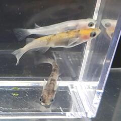 和墨三色　3匹　メダカ・改良メダカ