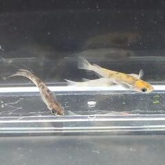 和墨三色　3匹　メダカ・改良メダカの画像
