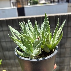 アロエ　アロエ実生　まとめ売りの画像