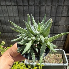 アロエ　アロエ実生　まとめ売りの画像