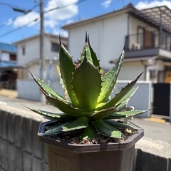 アガベ　ホリダの画像