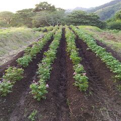 葉山農家の有機・無農薬で栽培したジャガイモの画像