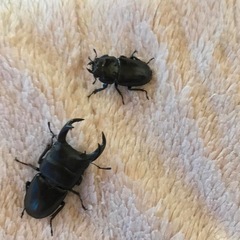 夏休み暑いね🥵🥵🥵🤗クワガタ、カブトムシ採集飼育 🤗 - 横浜市