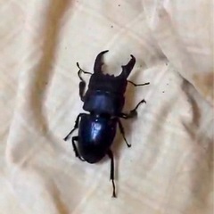 夏休み暑いね🥵🥵🥵🤗クワガタ、カブトムシ採集飼育 🤗 - 教えたい