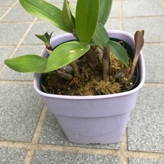 洋ラン・キンギアナムの苗の画像