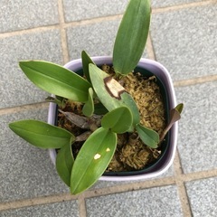 洋ラン・キンギアナムの苗の画像