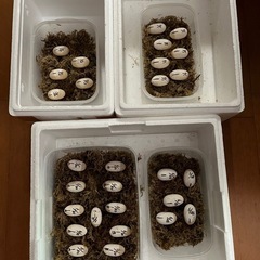水棲亀好きな方あつまれ‼️🐢🐢🐢 - 長門市