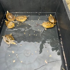 水棲亀好きな方あつまれ‼️🐢🐢🐢 - 友達