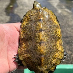 水棲亀好きな方あつまれ‼️🐢🐢🐢 - メンバー募集