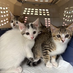 4月29日生まれの甘えん坊、健康子猫　ハク　オス