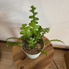 フィッシュボーンカクタスお譲りしますの画像