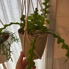 フィッシュボーンカクタスお譲りしますの画像