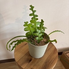 フィッシュボーンカクタスお譲りしますの画像