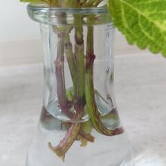 観葉植物★ヘデラ　抜き苗4本セット★おまけのコリウス付きの画像