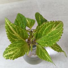 観葉植物★ヘデラ　抜き苗4本セット★おまけのコリウス付きの画像