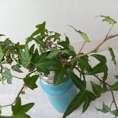 観葉植物★ヘデラ　抜き苗4本セット★おまけのコリウス付きの画像