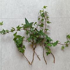 観葉植物★ヘデラ　抜き苗4本セット★おまけのコリウス付きの画像
