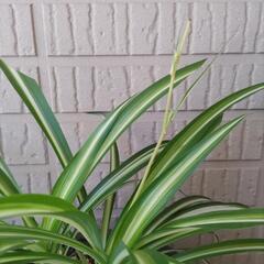 観葉植物の画像