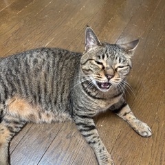 お友達が欲しいです。