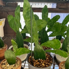 サボテン　うちわサボテン　植物　園芸　ガーデニングの画像