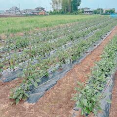 とれたて　なす　５kg（規格外）の画像