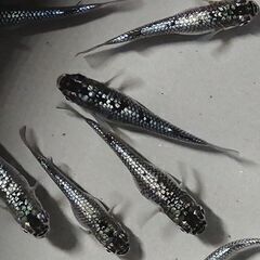 クラウドグレーダイヤ　卵、針子、稚魚、幼魚