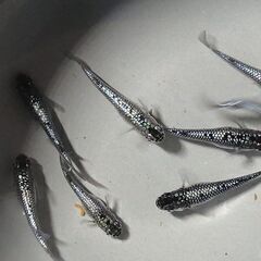 クラウドグレーダイヤ　卵、針子、稚魚、幼魚の画像