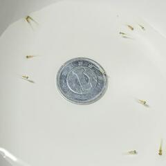 クラウドグレーダイヤ　卵、針子、稚魚、幼魚の画像