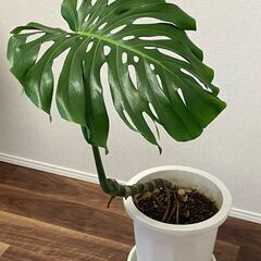 ★モンステラ デリシオーサ、根上がり仕立て★の画像