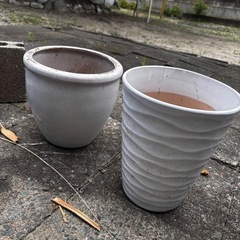 鉢　観葉植物の画像