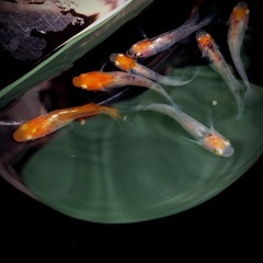 🌇新かぐやメダカ🌇若魚=７匹／（選外)爆殖💥ゾウリムシ1500mlおまけの画像
