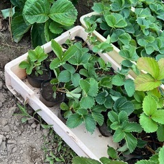 桃薫とうくんイチゴ苗
の画像
