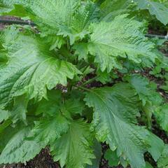 大葉（青じそ）農薬不使用