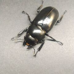 【♀41㎜単品】ウエストウッディDV産/Rhaetus westwoodi westwoodi ◇6/24羽化の画像